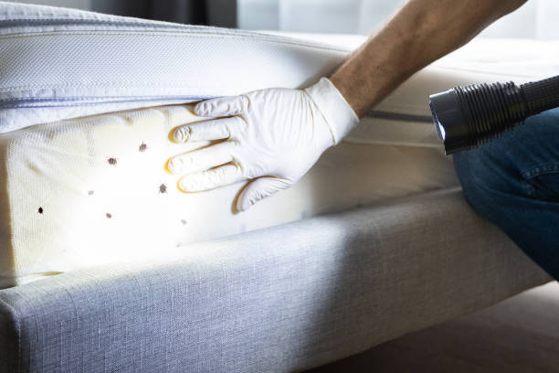 Reliable Melrose, MA Pest Control Solutions